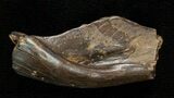 Leidyosuchus Skull Fragment - Cretaceous Crocodilian #5721-1